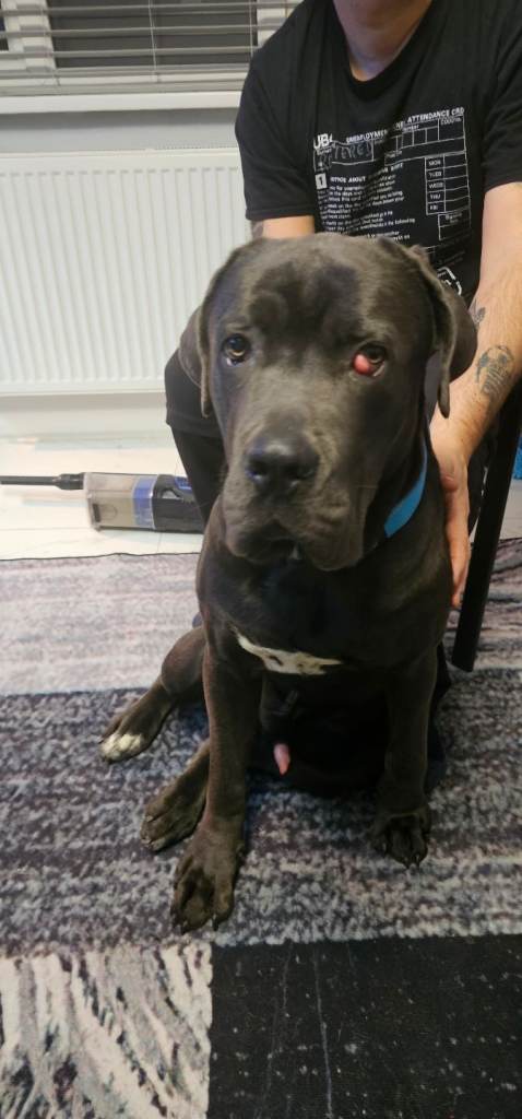 image for Cane corso 1year old