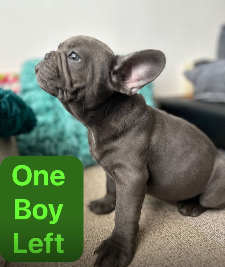 Blue French bulldog puppies 11 weeks 