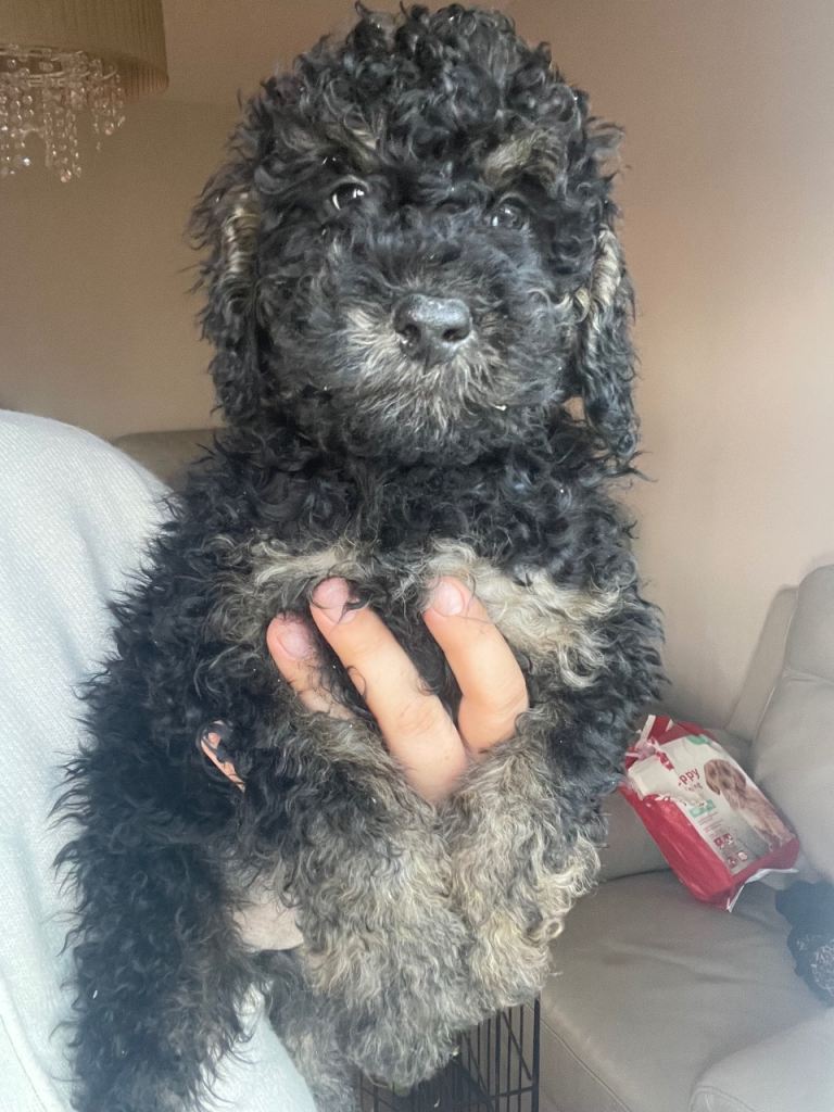 Mini poodle puppies 