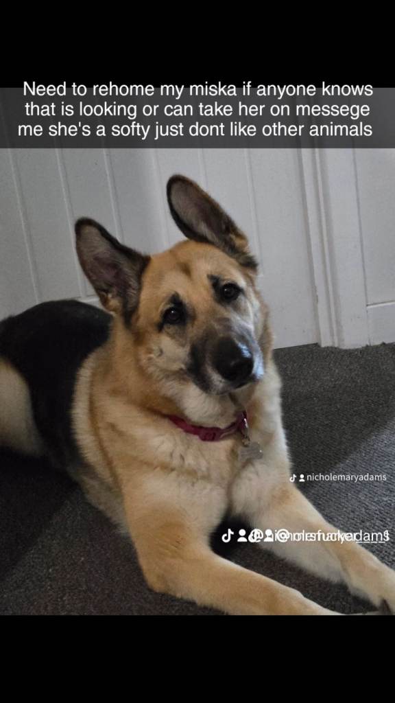 German Shepherd cross husky 