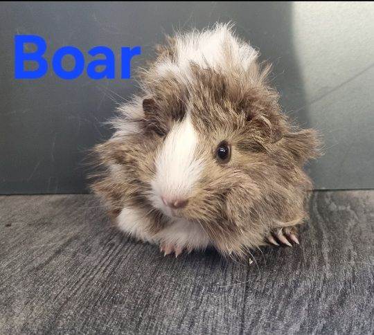 Baby guinea pigs for sale 