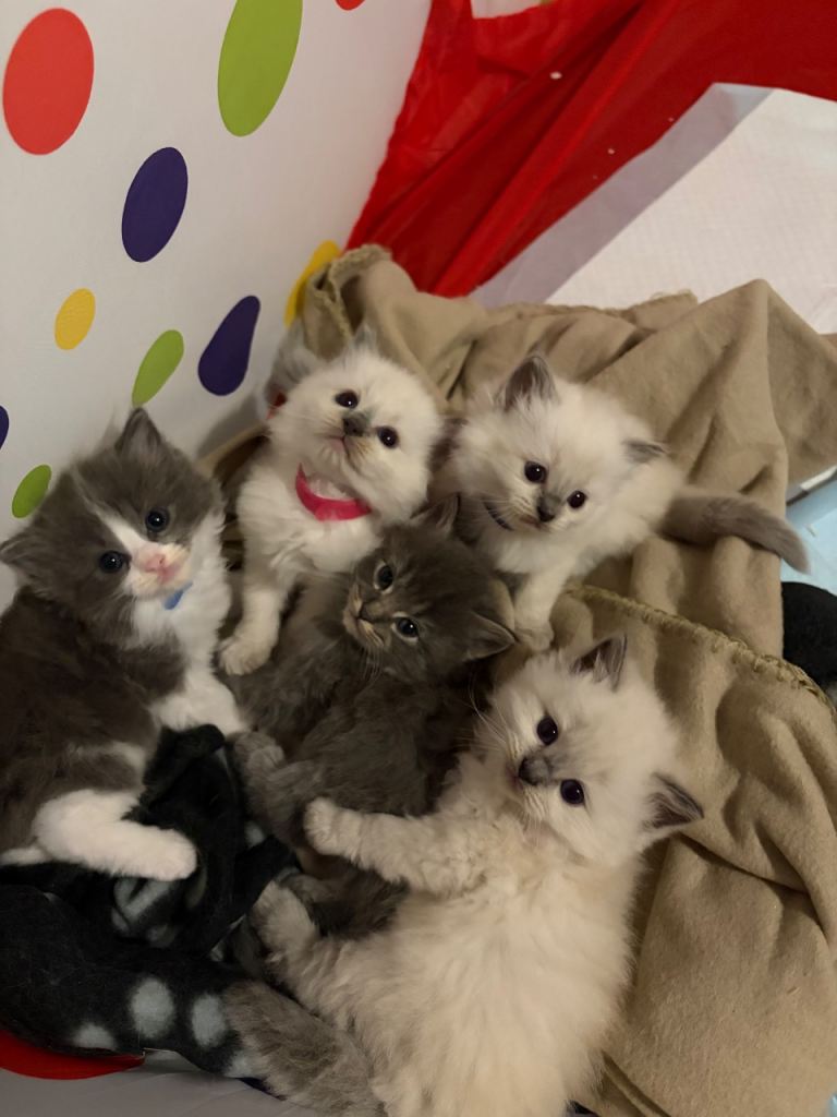 Kittens