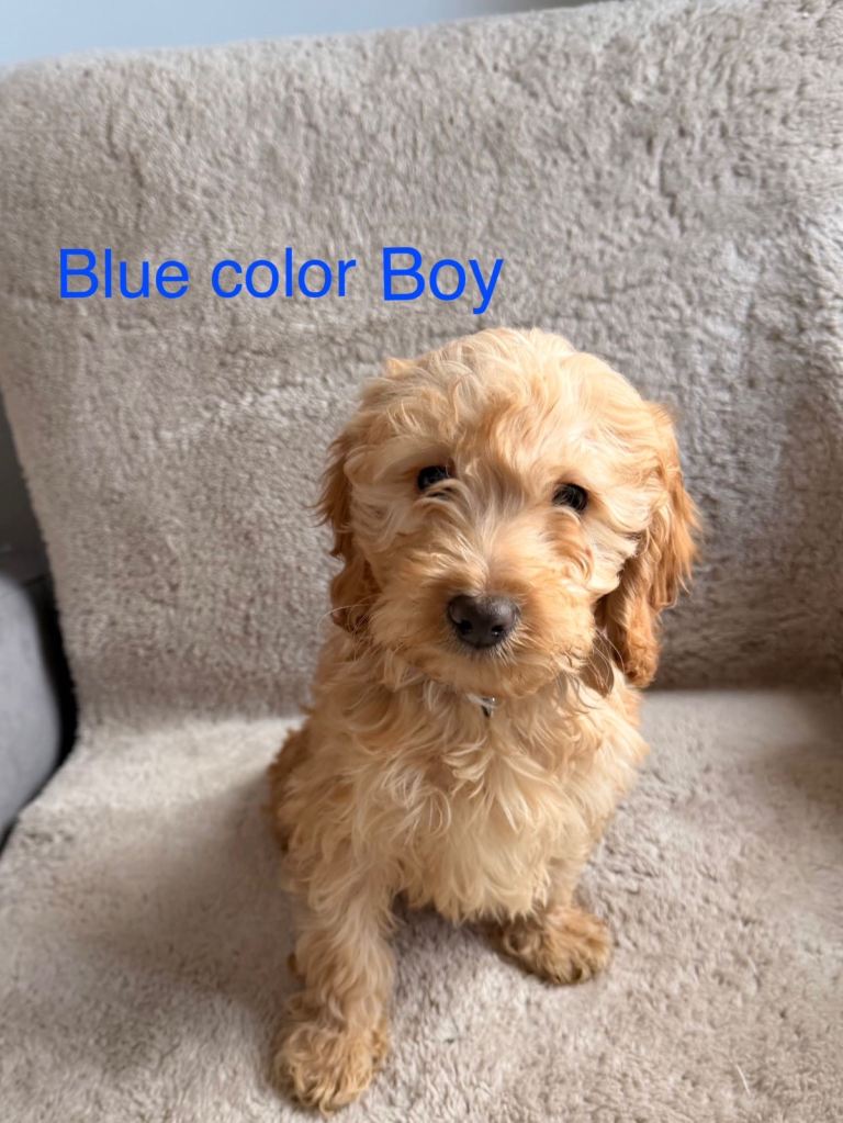  Cockapoo puppies F1