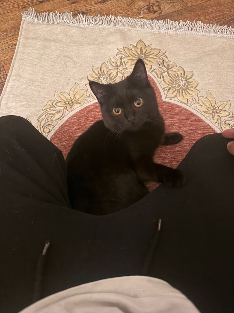 URGENT: selling my shorthairs 