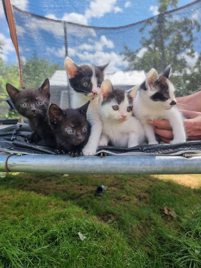 5 beautiful kittens ready for their new loving home 😻