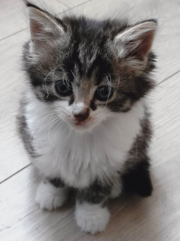 Lovely kittens 