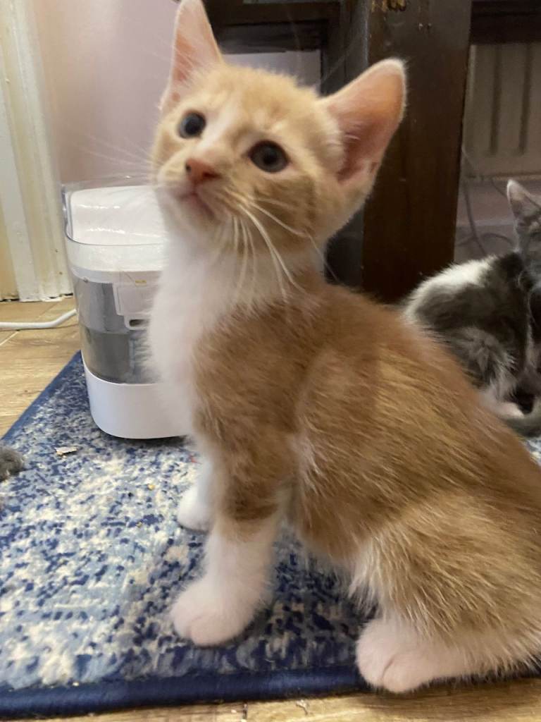 Final 3 ! British Blue Cross Kittens – Ready NOW!