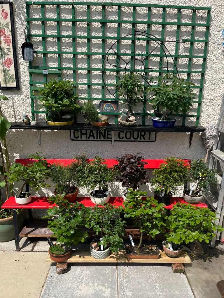 Collection of 14 bonsai trees, 8-9 years old in pots. Beautiful 