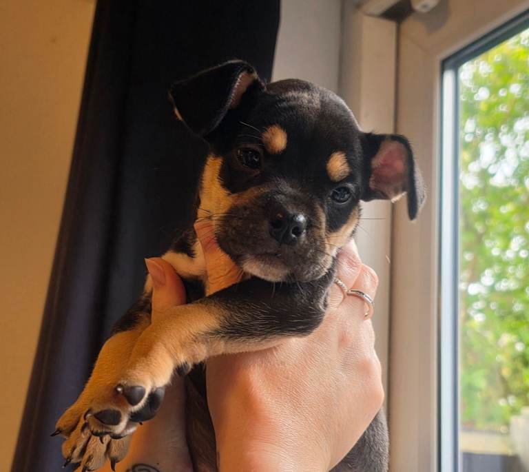 American bulldog cross pug French bulldog 