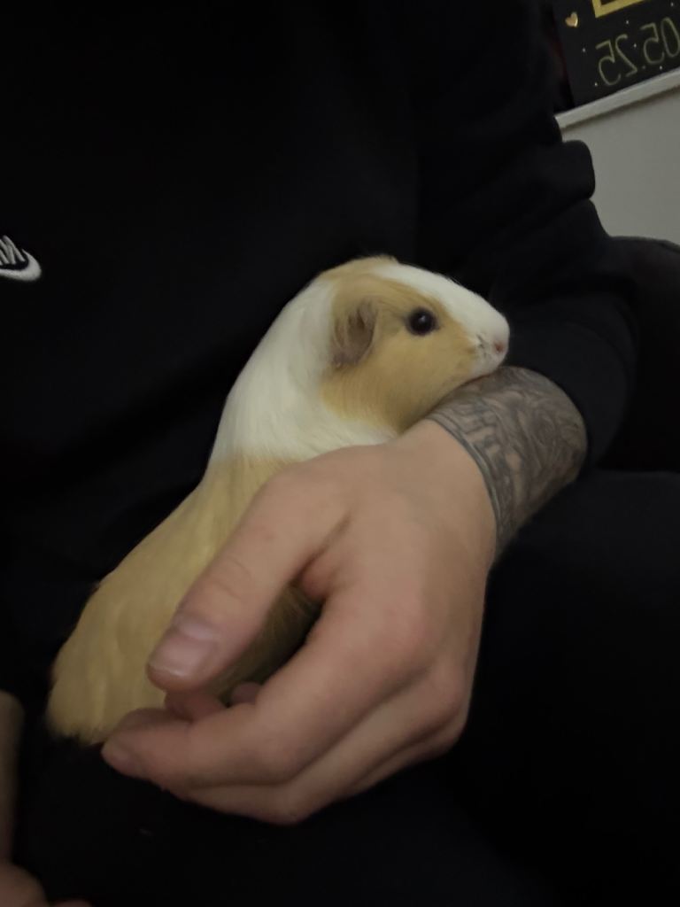 Two female guinea pigs 