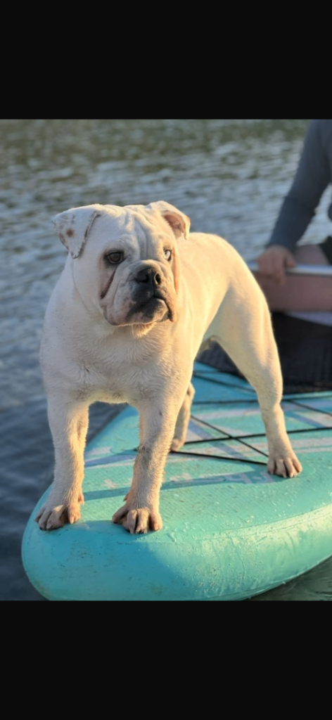English Bulldog Puppies