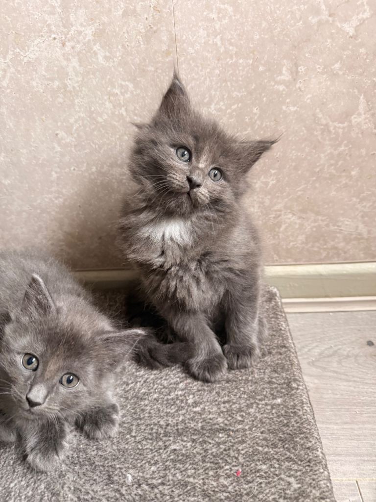REDUCED READY NOW Beautiful Ragcoons available 