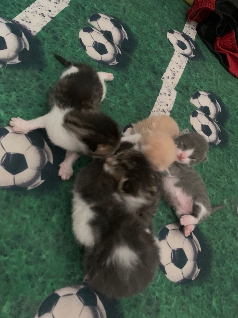Kitten