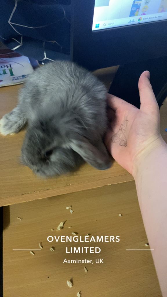 Baby bunnies for sale 50 