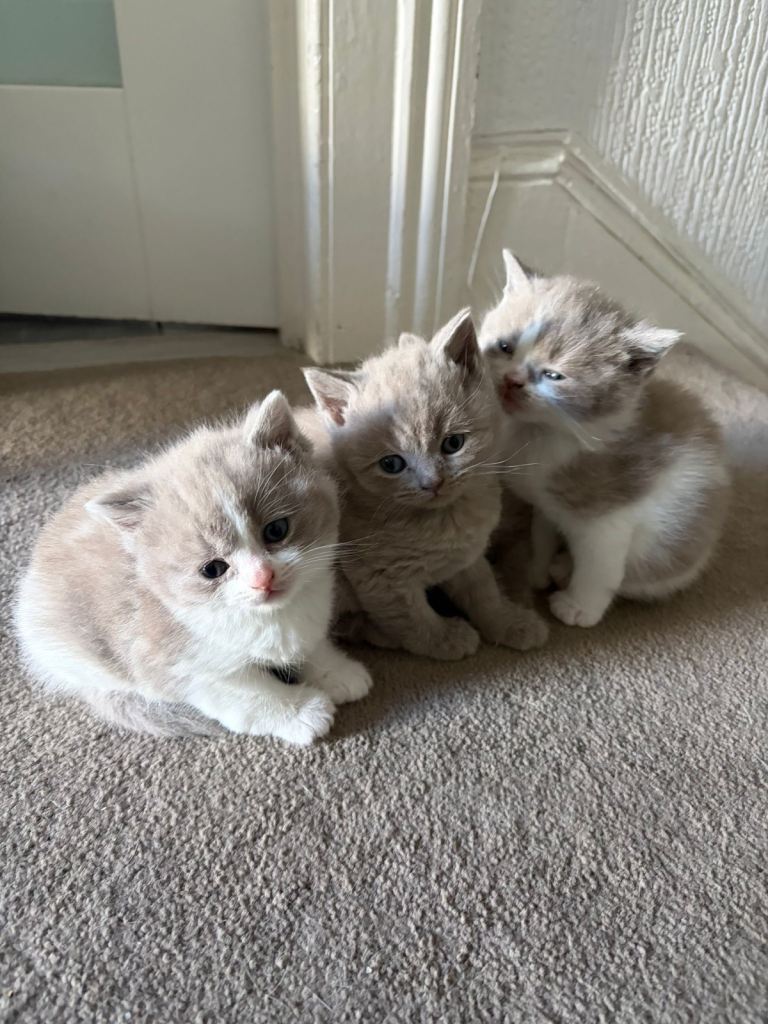 Kitten British Short Hair 