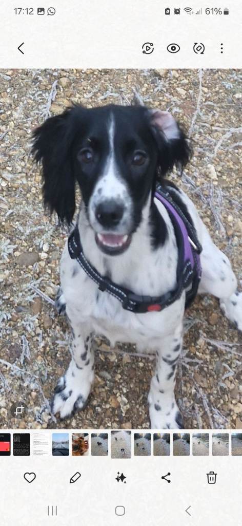 Cocker spaniel 