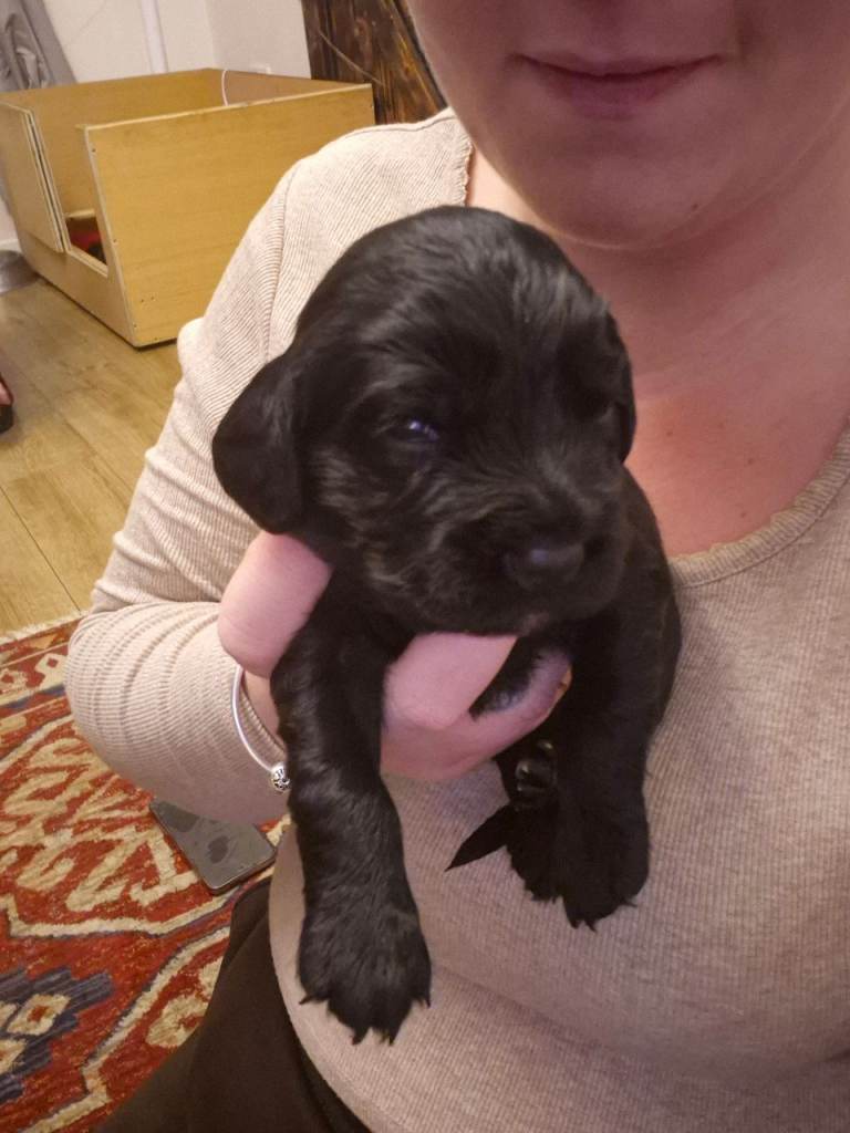 Cocker spaniel puppies