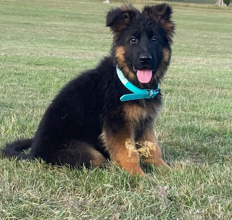Beautiful German Shepherds