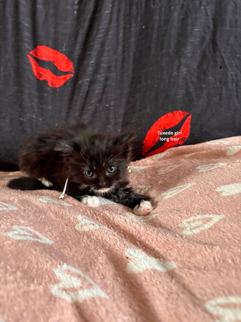 Rangdoll cross kittens 