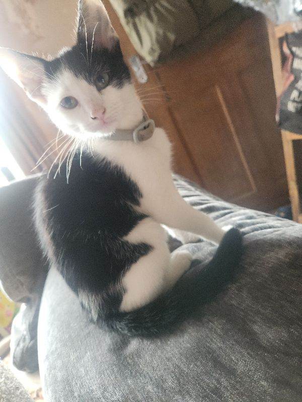 3 female kittens (reserved )and mother  to good homes 