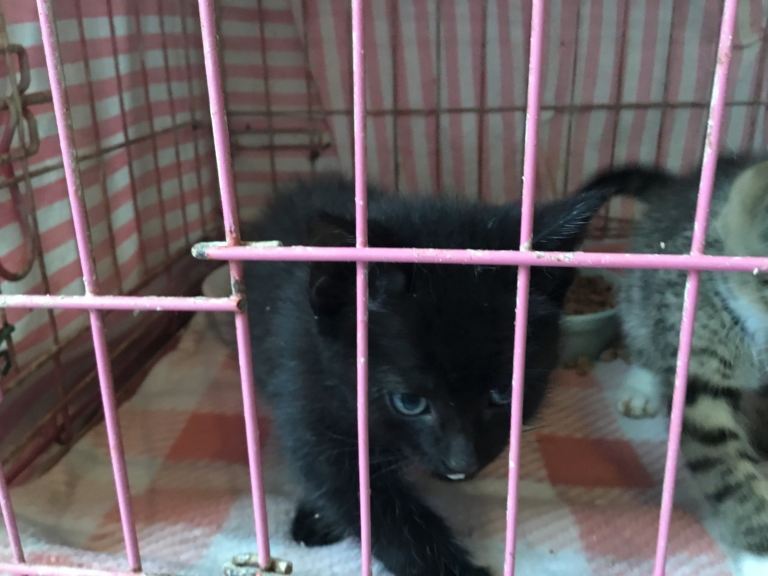 Lovely temperament kittens for sale