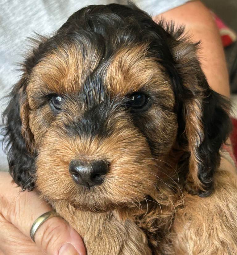 Stunning Cockapoo Puppies