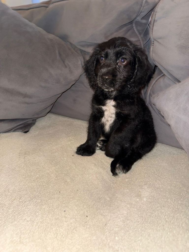 Cocker spaniel 
