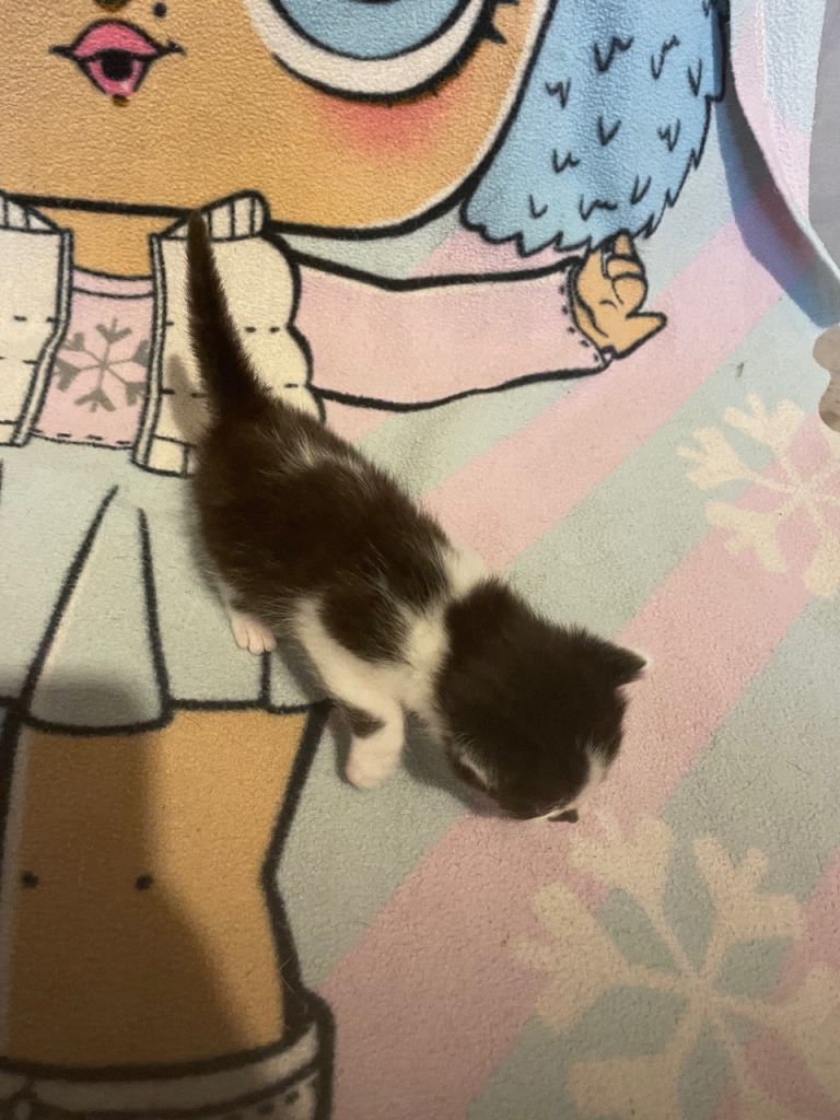 Tabby and black&white kitten for sale