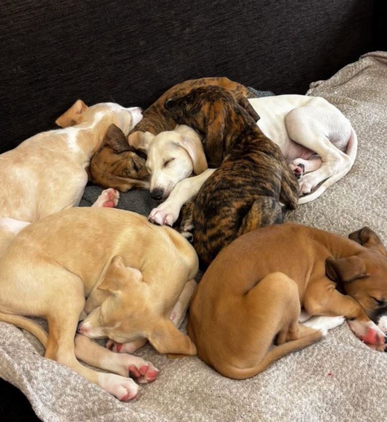 Spaniel x puppies 