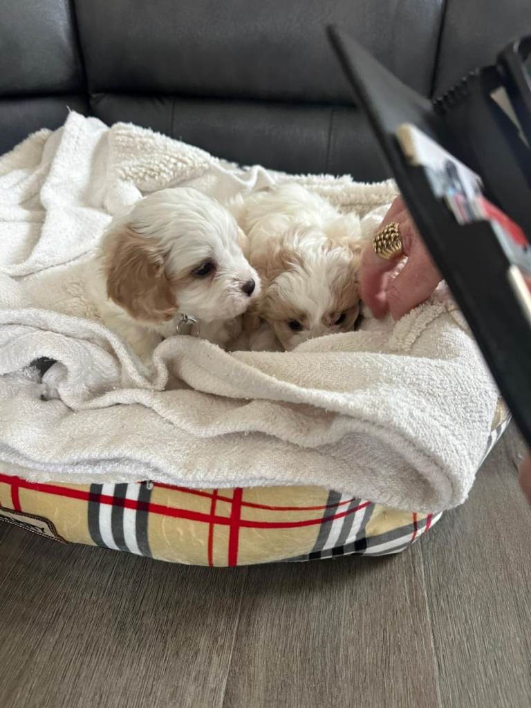 Cavapoo puppies 