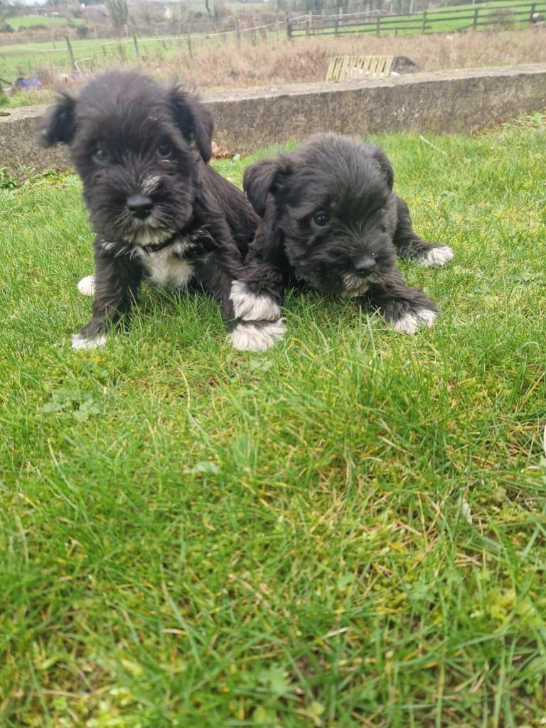 MINIATURE SCHNAUZER K C REG