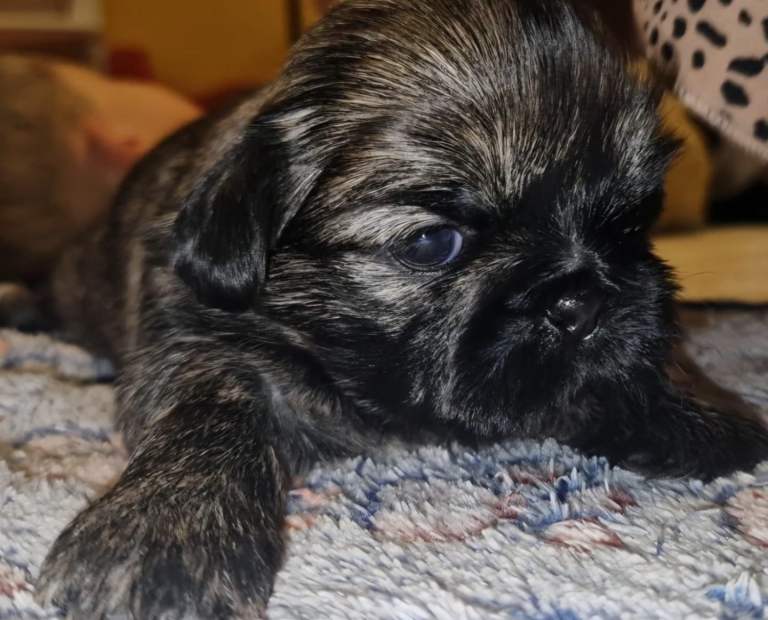 Imperial Shih tzu- Two Beautiful girls left ❤️ 