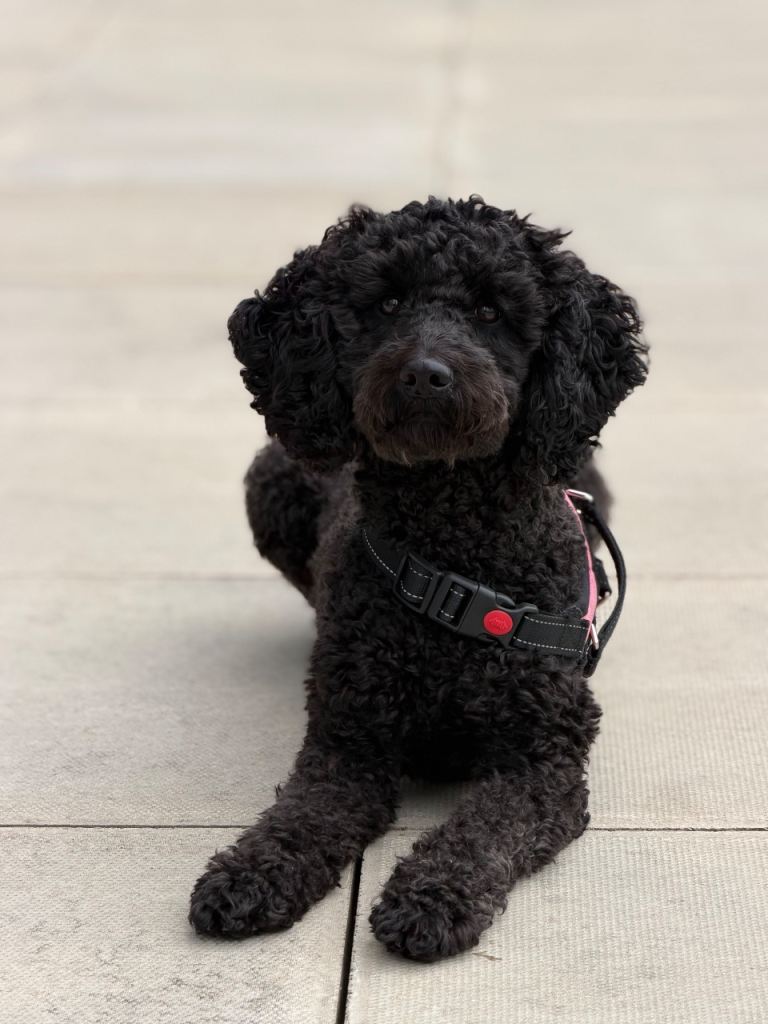 Cockapoo Puppies Looking for Their Forever homes