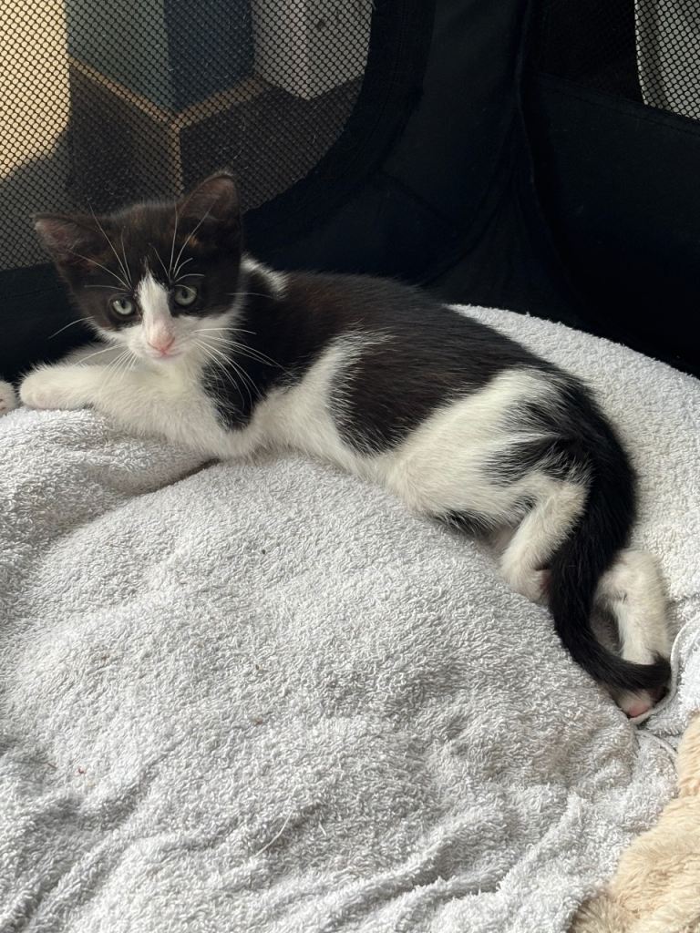 Kittens for sale 