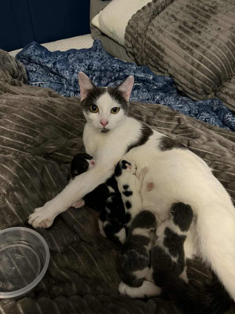 Kitten for sale