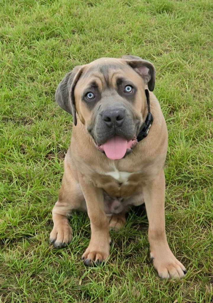 Beautiful Cane Corso Puppy Formentino with Blue Eyes 