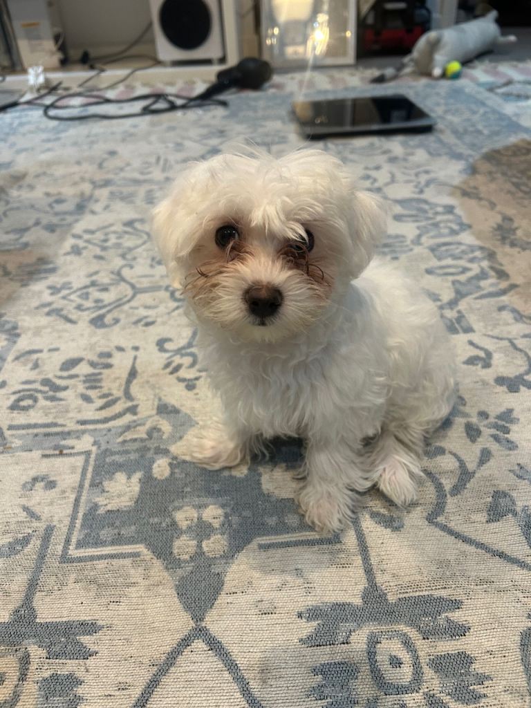 Maltese puppy for sale