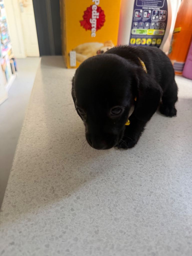 Dachsador puppy's for sale, All vaccinated & chipped ready for a loving new home