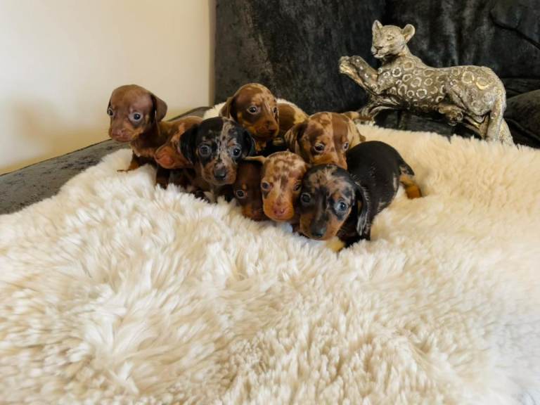 Miniature dachshund puppies 