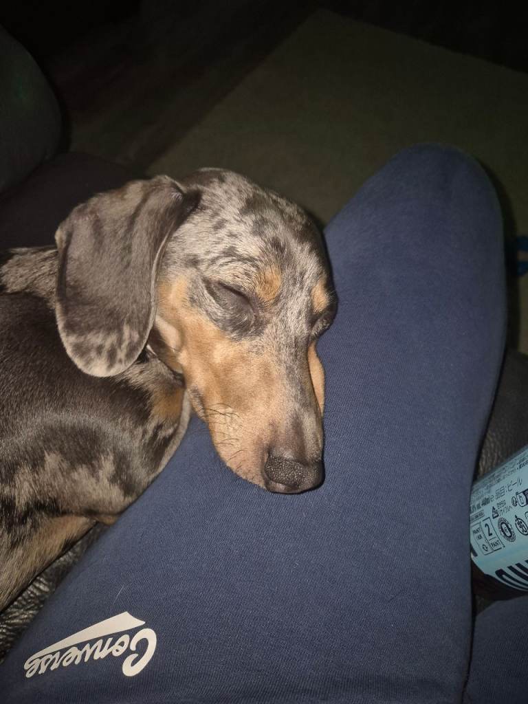 Miniature Dachshund 