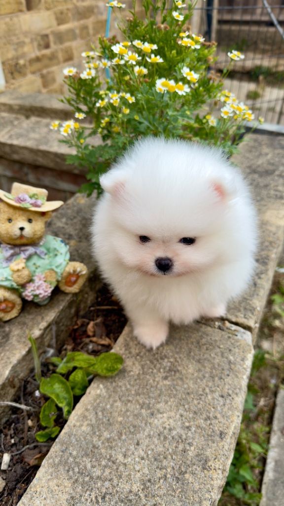 Small Pomeranian KC registered ( Female) 