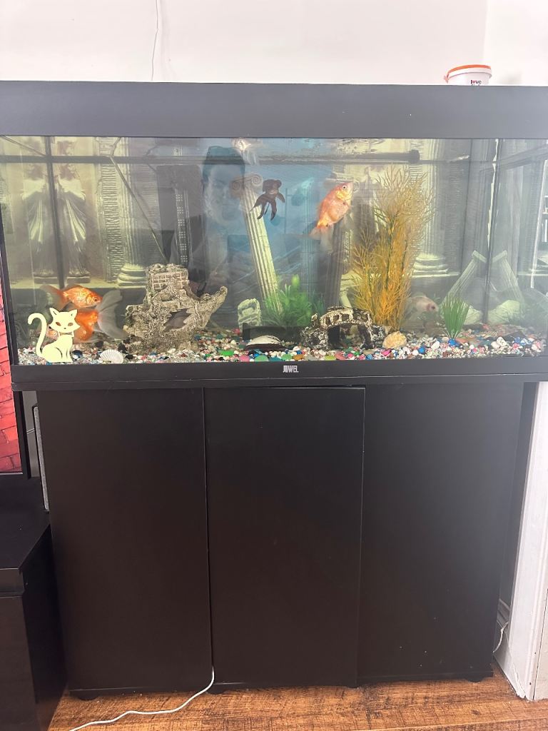 Fish tank with fish