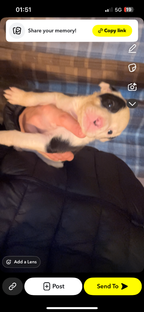 Staffy x collie pupp 