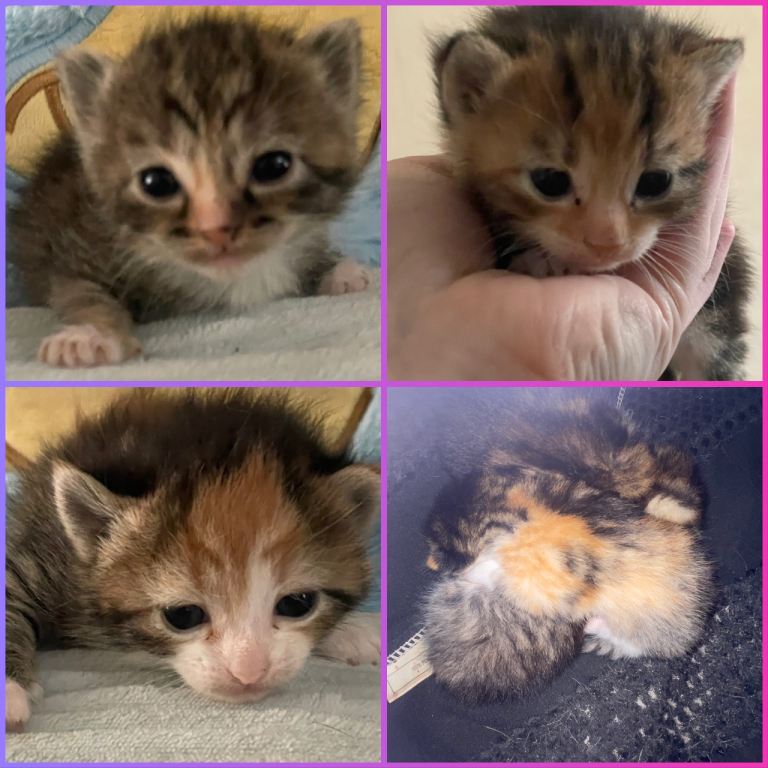 Beautiful litter of kittens 