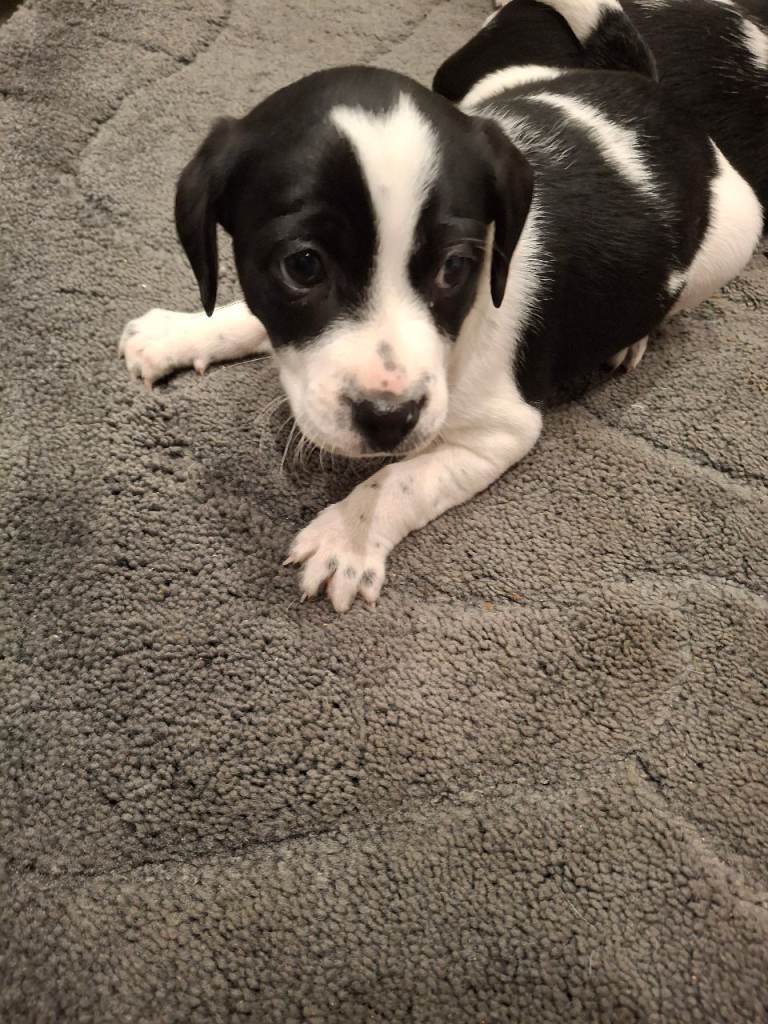 Jack russell puppies 