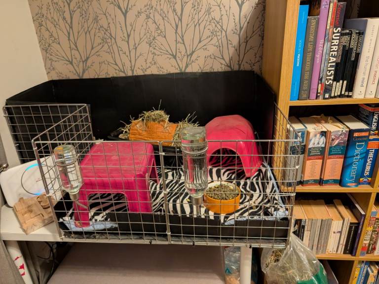 Modular Guinea pig cage, bedding and accessories
