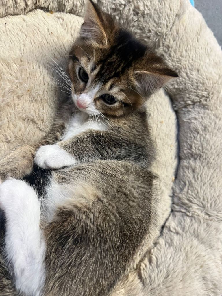 🐾 4 Handsome mixed breed Boy Kittens 