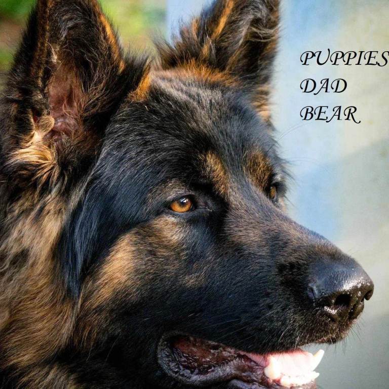 BEAUTIFUL GERMAN SHEPHERD PUPPIES LONG COATED/SEMI COATED READY 9TH AUGUST
