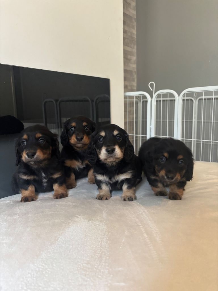 Kc reg Miniature long haired dachshunds 