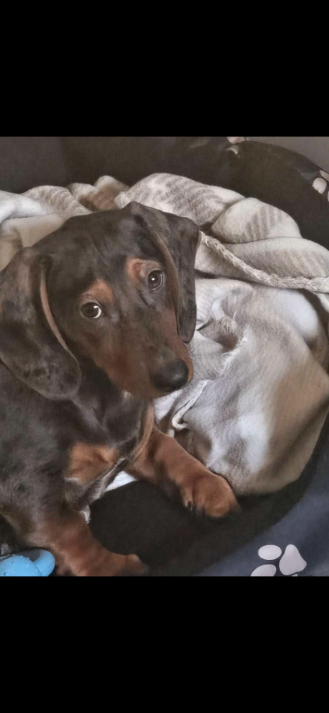 Dachshund puppy 